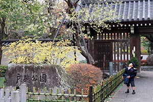 戸越公園　サクラを見上げる児童