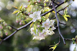 戸越公園のサクラ