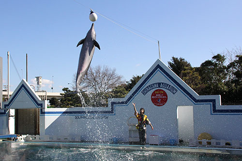 イルカショーも正月バージョンで