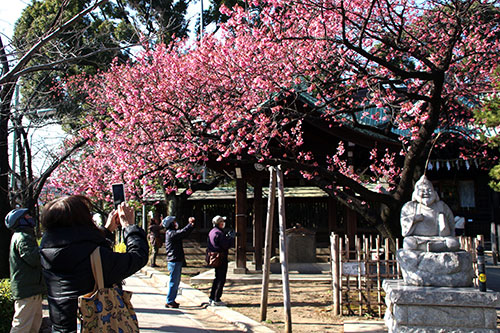 見ごろとなった寒緋桜