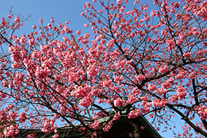 青空に映える寒緋桜