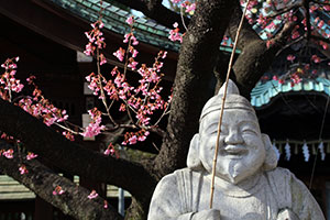 見ごろの寒緋桜の下で恵比須様もにっこり