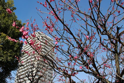 開花した紅梅