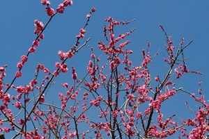 青空に咲く紅梅