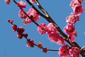 紅梅の花