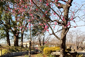 紅梅の木と公園