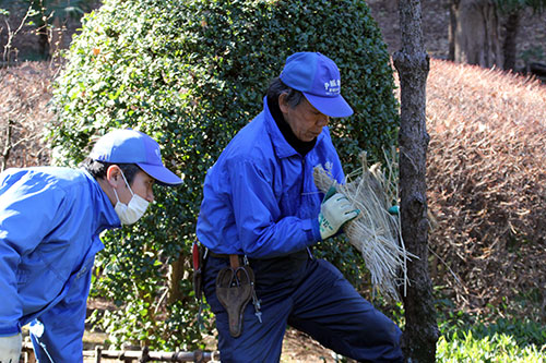 クロマツの木のこもはずし