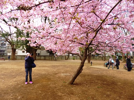 満開の桜を鑑賞する人たち