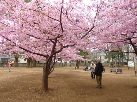 春の訪れを感じる桜の風景