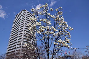 ハクモクレンと区民住宅