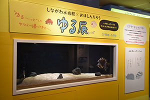 しながわ水族館 ゆる展リターンズ