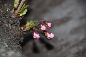 3月25日現在の桜の様子