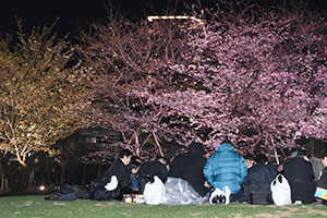 しながわ中央公園での花見