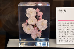 桜のアクリル標本