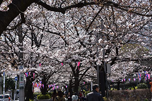 大井水神公園の桜
