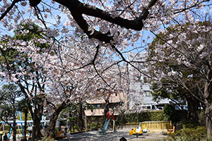 鹿島庚塚公園の桜