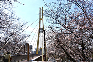 八潮かもめ橋付近の桜