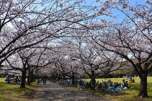 スポーツの森の花見の様子