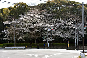中央海浜公園前交差点の桜