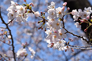 大井公園の桜