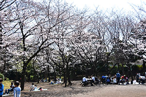 しながわ区民公園の花見の様子