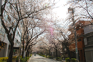 かむろ坂の桜