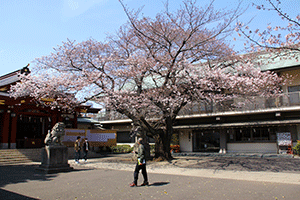 旗岡八幡神社の桜