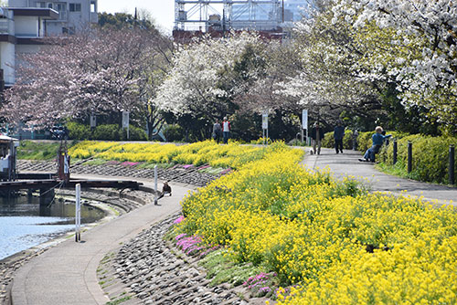 しながわ花街道の桜・菜の花・芝桜