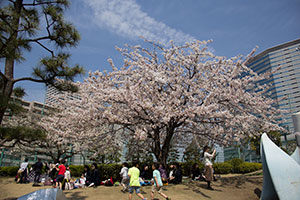 東品川公園の花見の様子