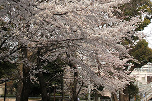 御殿山通りの桜