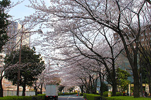 目黒川沿い、大崎駅前の桜