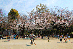 荏原南公園の花見の様子