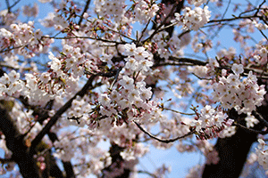 戸越公園の桜のアップ