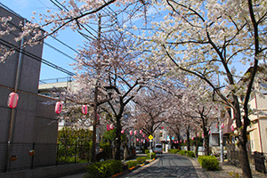 立会道路の桜