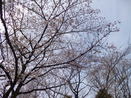 5分咲きの桜の様子