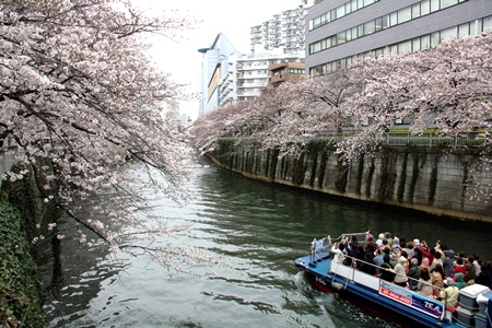 目黒川の桜が満開