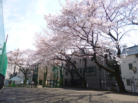 荏三公園の桜その3