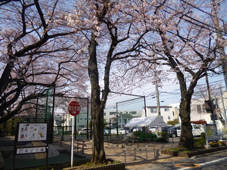 荏三公園の桜その1