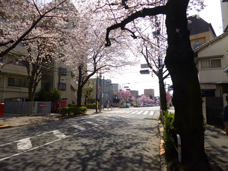 かむろ坂通りの満開の桜その4