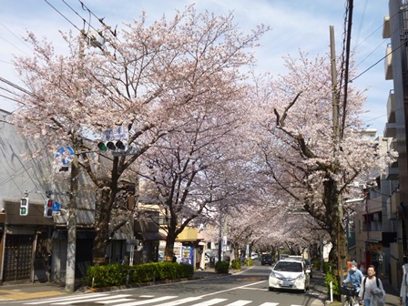 かむろ坂通りの満開の桜の様子その2