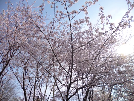 林試の森公園の桜4
