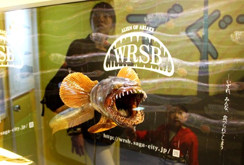 しながわ水族館 ゆる展 リターンズ で巨大ワラスボが佐賀市をｐｒ 品川区