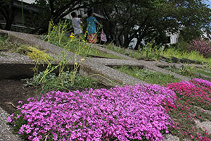 しながわ花海道北側