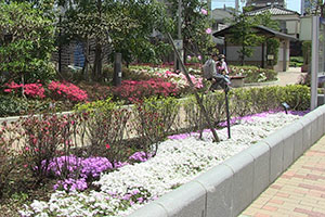 ひらさん広場の芝桜