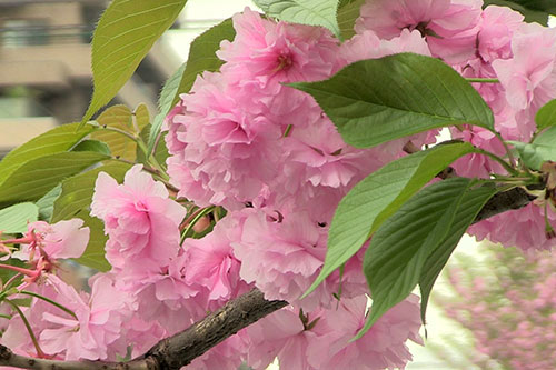 八重桜（カンザン）
