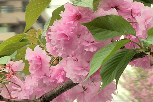 八重桜(カンザン)