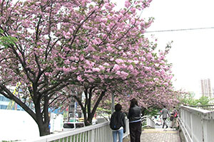 本村橋横の八重桜