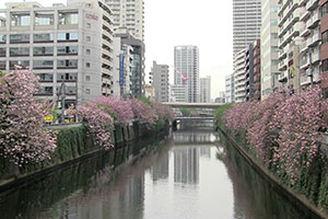 目黒川の八重桜