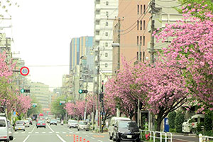 桜新道の八重桜