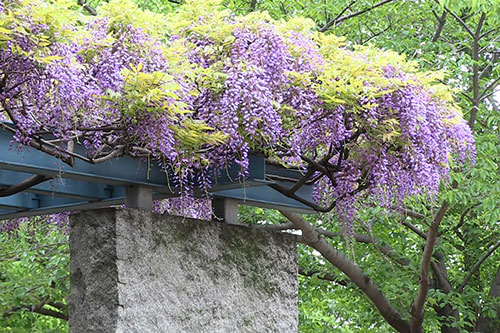 東品川海上公園の藤棚